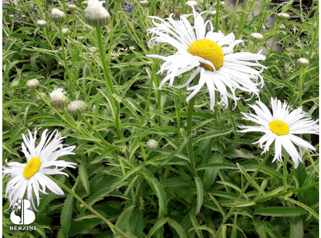 Leucanthemum × superbum   'Sweet Daisy Cher'